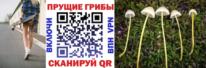 darknet клад  где купить наркоту  Шахунья  Галлюциногенные грибы ЛСД 